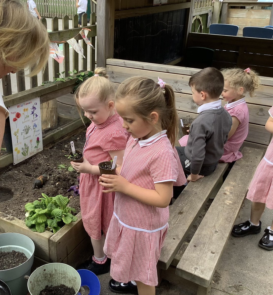 Cherrytreeclass's tweet photo. We are excited to see the wild flowers grow 🌺 https://t.co/oh033CBSvb