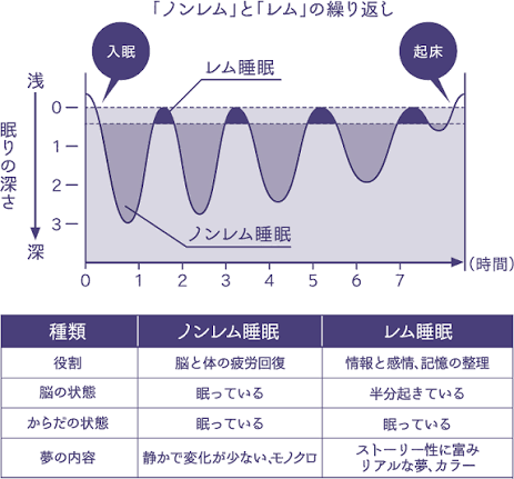人の眠りにはリズムがあり「ノンレム睡眠」という”深い眠り”と、「レム睡眠」という”浅い眠り”が約90分周期で交互に現れ、一晩に4〜5回繰り返すと目覚めに近づきます。
「レム睡眠」とは、脳は半分起きている状態で、夢を見るのはこのタイミングだといわれています。