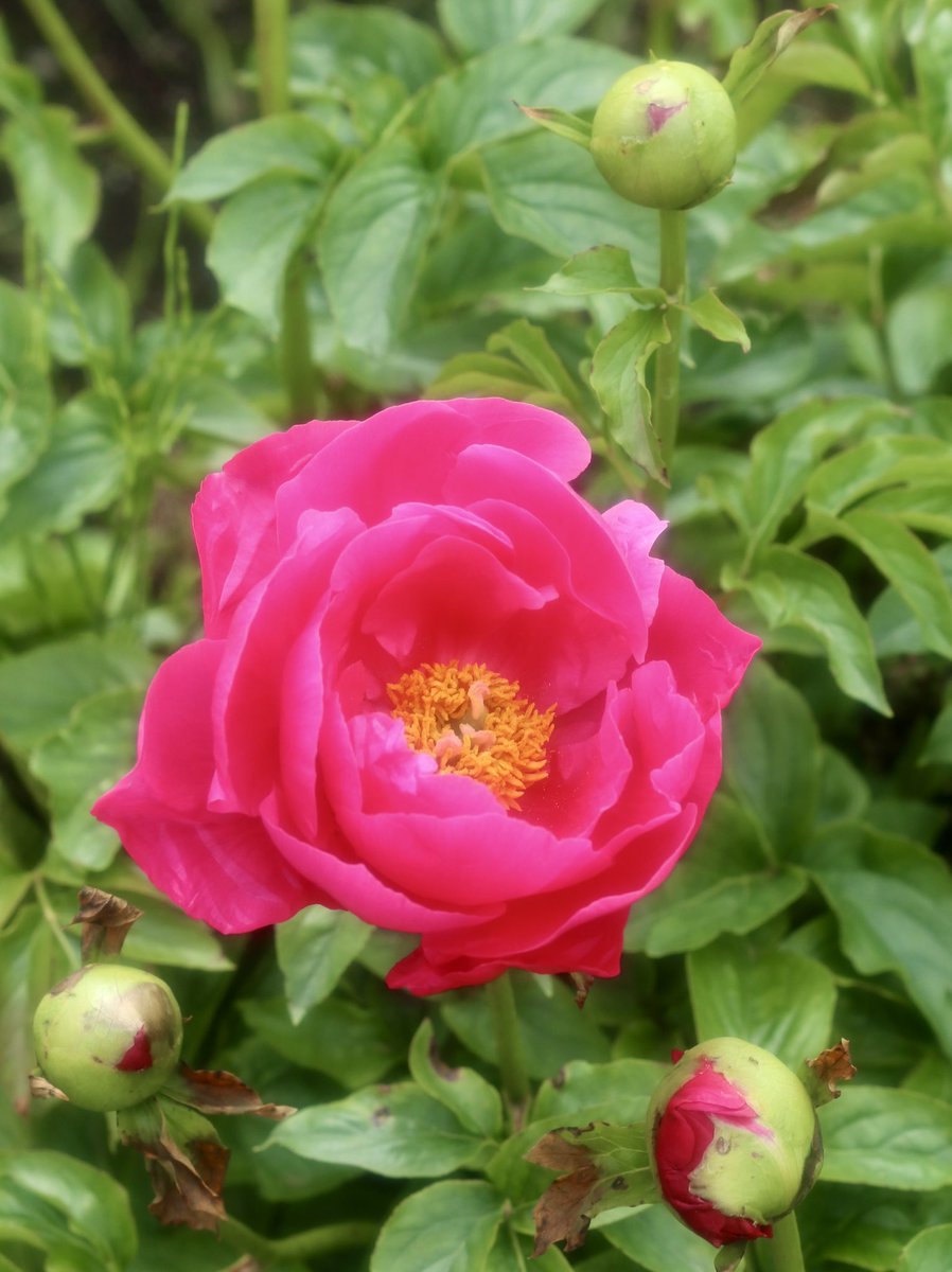 ashitanoasadayo's tweet image. おはようございます😃
5月2日の誕生花：シャクヤク（芍薬）
花言葉は「はじらい」「慎ましさ」「謙遜」
 #TLを花でいっぱいにしよう