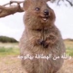 ف tweet media