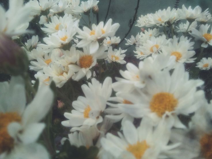 daliah ₍⑅ᐢ..ᐢ₎ tweet media