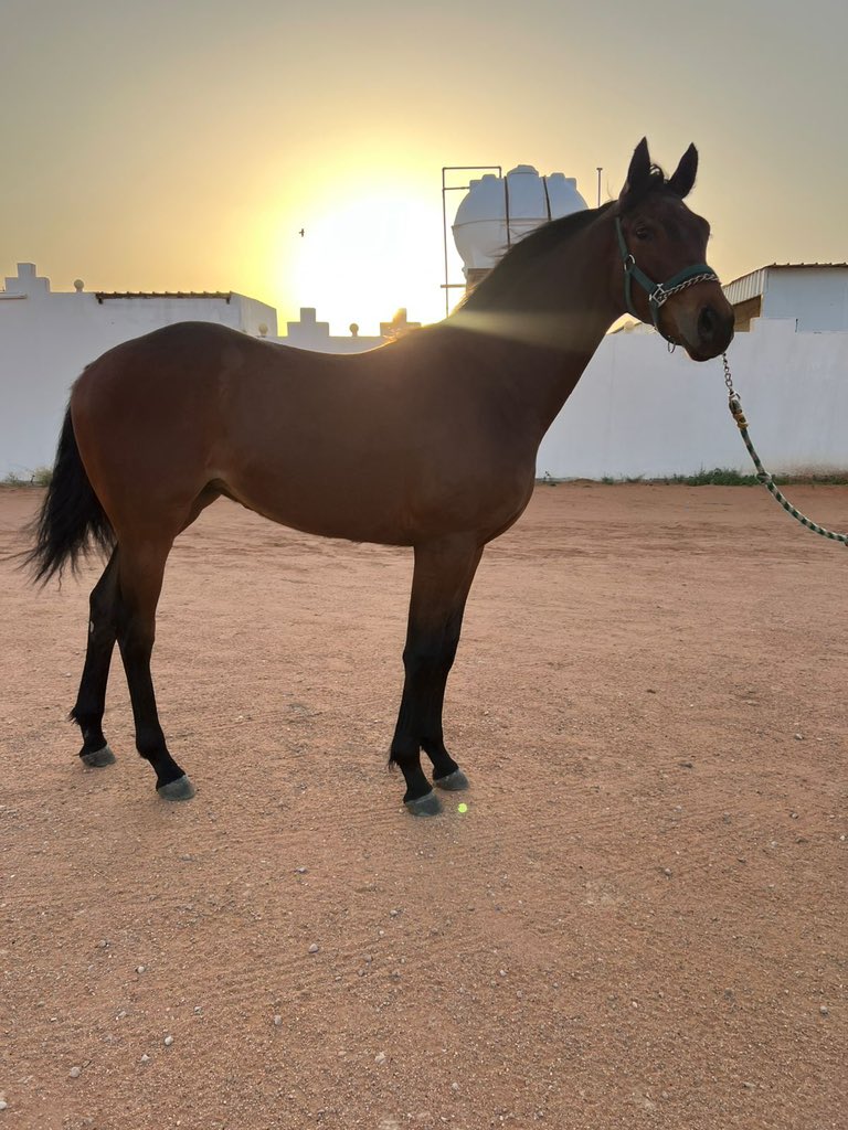 مزاد(أبوعبيد) للخيول tweet media