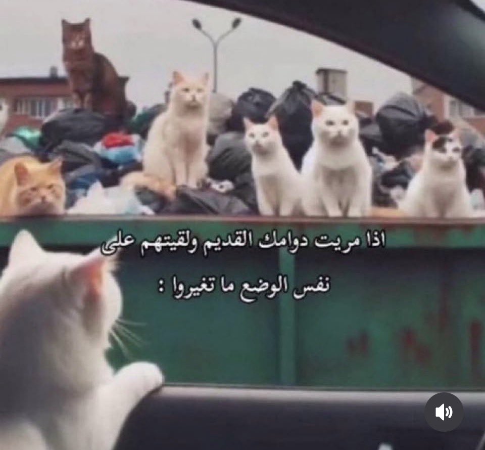 Tamبر tweet media