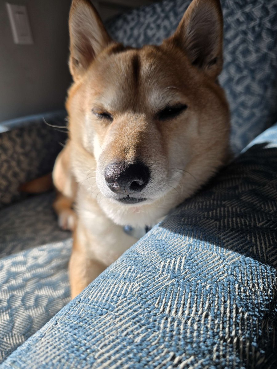 SmugAlana ❄️🔥🦊 tweet media