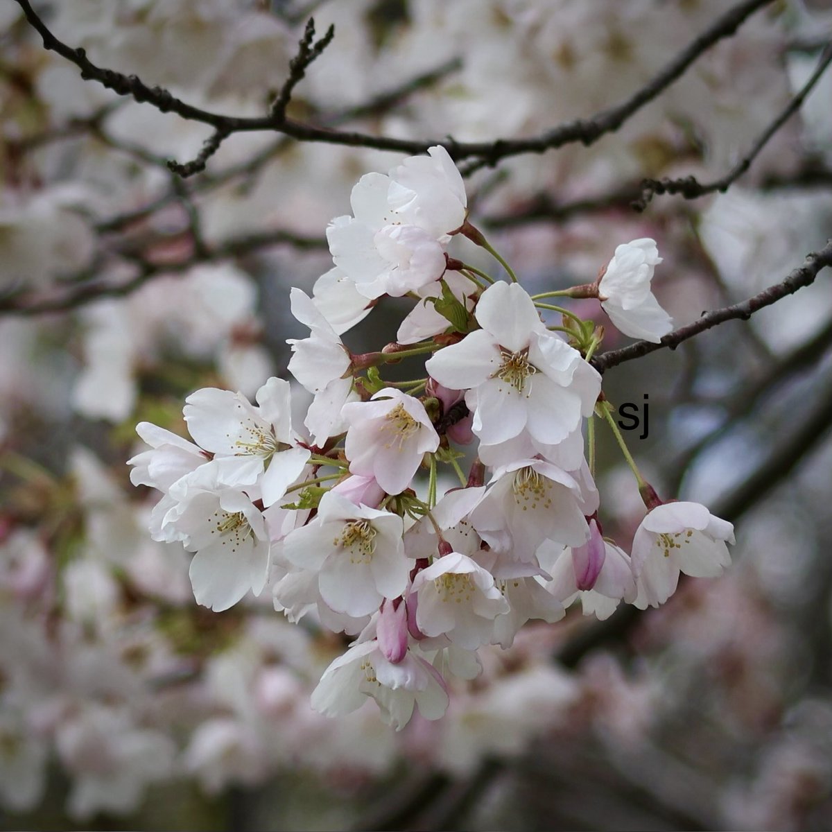 SandraBeeKind's tweet photo. Nature's artistry in full bloom

Sakura arrive quietly and vanish within a week or two, acting as a profound reminder to appreciate the present moment. 🌸
#CherryTrees
#CherryTreeBlossoms 
#NatureWhispers 
#NaturePhotography
#NatureBeauty https://t.co/pLM53W0CXc