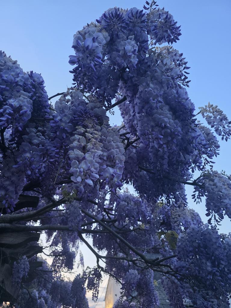 Rachael67947693's tweet image. Having a little drinky poo in the pub garden. Happy wisteria days. ❤️
#garden #nature #flowers #plant