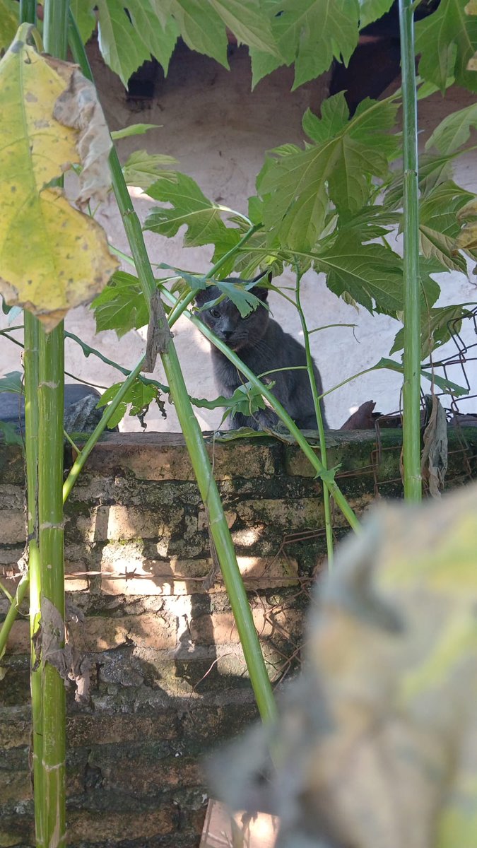 ____mara_'s tweet photo. Misión cumplida! Gris se castró ayer y le llevé a su casa, gracias a las madrinas💝 Ya recibí reporte de su dueña🎀 https://t.co/cko1aP7rea