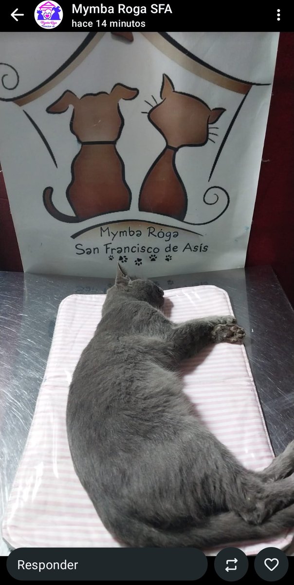 ____mara_'s tweet photo. Misión cumplida! Gris se castró ayer y le llevé a su casa, gracias a las madrinas💝 Ya recibí reporte de su dueña🎀 https://t.co/cko1aP7rea