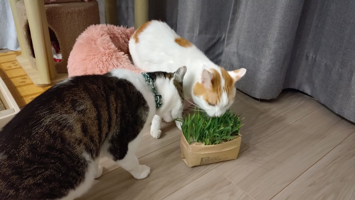 しばらく留守にするからケンカすんなよー
後でばーちゃん来るから可愛がってもらえー