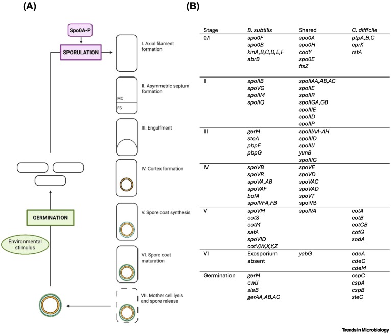 Trends in Microbiology tweet media
