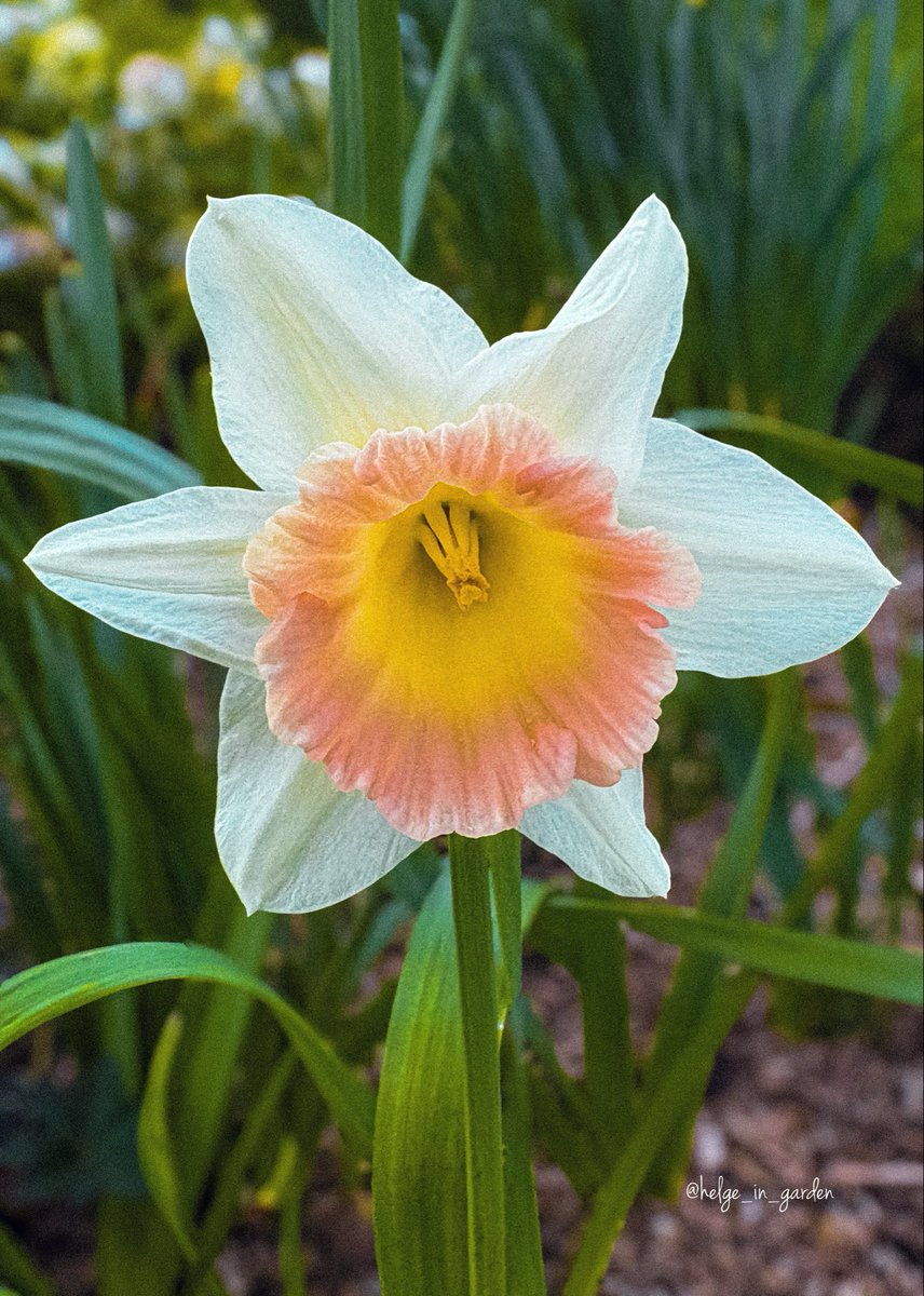 GardeninNorway tweet media