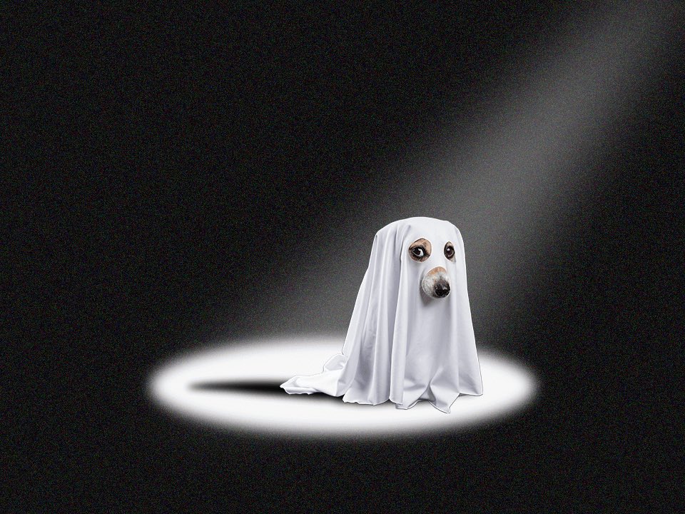 gabagoolflaps's tweet image. I feel like this dog. It is important to be there for your friends. #broken #sad #ghosted