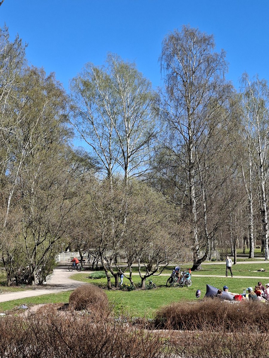 DirksReingard's tweet image. Hyvää yötä, God natt, Gute Nacht allerseits aus #Helsinki. Hier am Stadtrand ging es etwas ruhiger zu mit Picknick im Park. Und der Wald war voller Buschwindröschen!