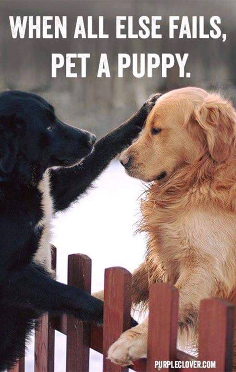 exceptionalfood's tweet photo. #dogs #pets #animals #DogsOfTwitter #DogsOnTwitter #DogsfOfX #DogsOnX 

CC: @RogueBumbleBee @HeidiSocial @gretchemaben @christen_rexing @snanigans97 https://t.co/ghWXuGtg1D