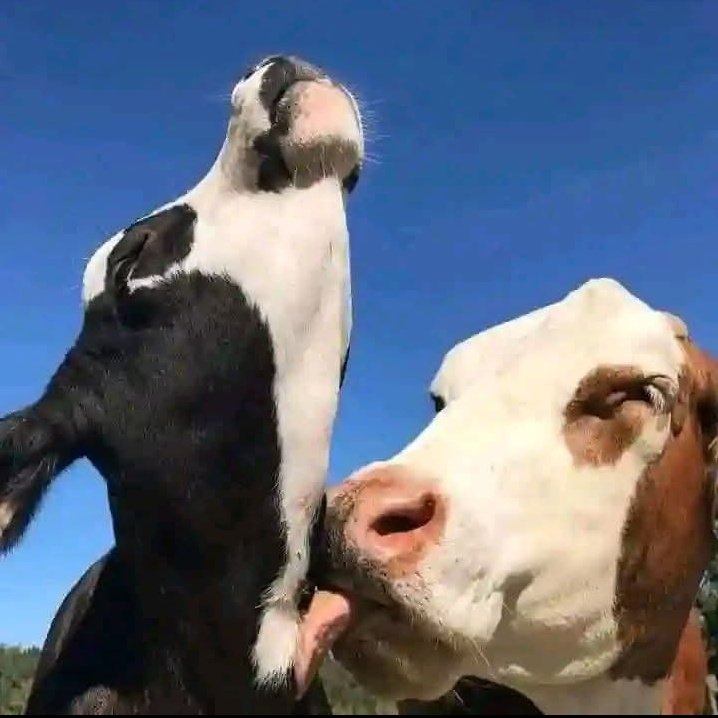 Mthandeni Langa now Ka Lobese (per my wife) tweet media