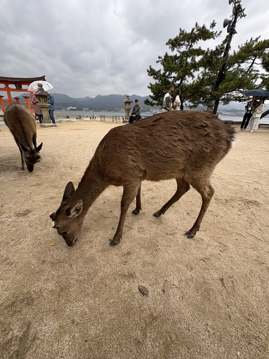 あんばたあ tweet media