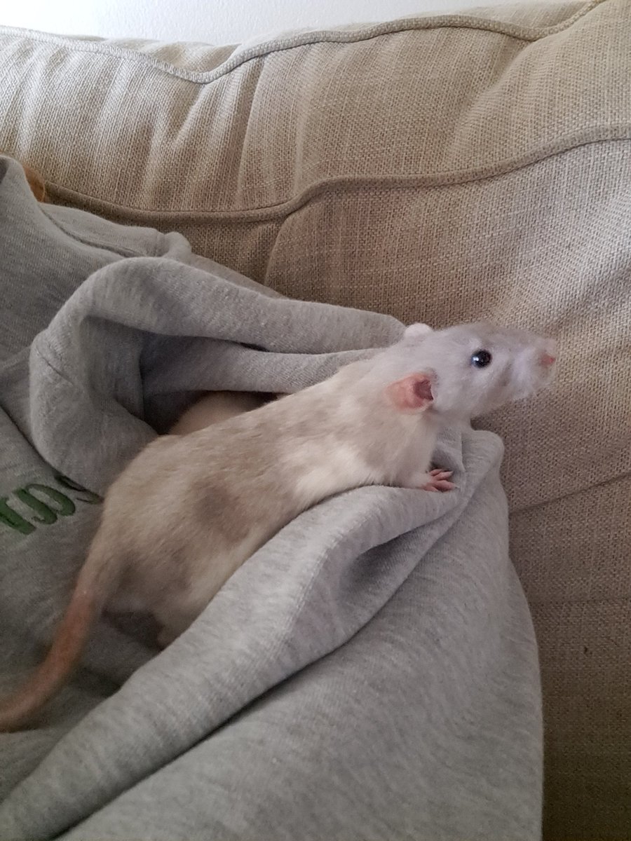 embercity22's tweet photo. My new rat loves watching #fishingconference!! Ignore the fact that he's not looking at anything https://t.co/ZjTAijZASd