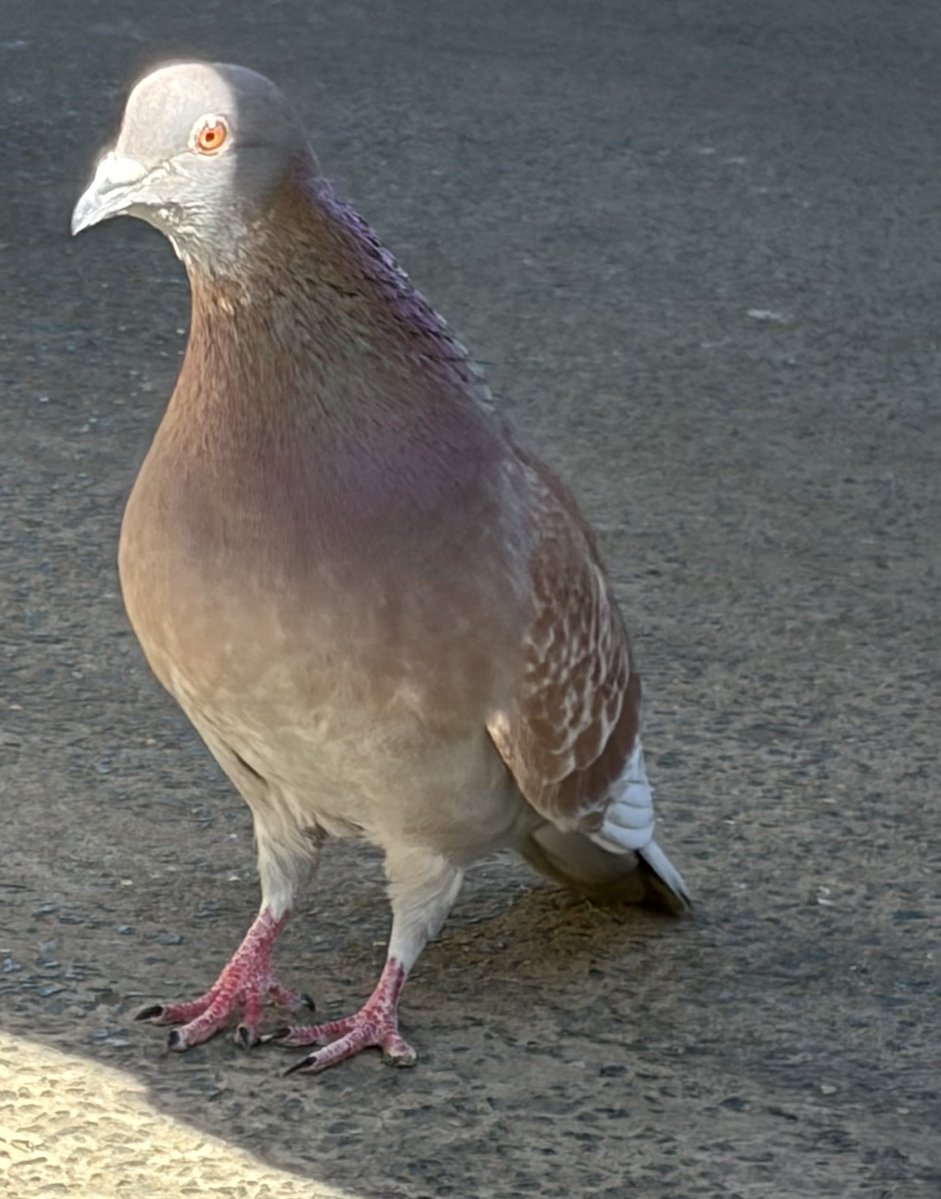 BromptonBunch's tweet image. James looks so happy to see me. I think he sees me as family as he was very tiny when his Dad Henry introduced me to him. #Pigeons