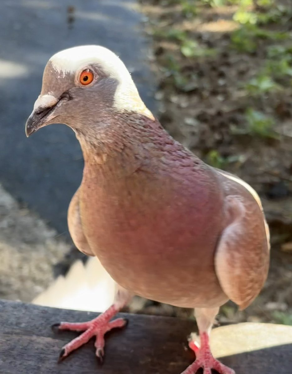 BromptonBunch's tweet image. James looks so happy to see me. I think he sees me as family as he was very tiny when his Dad Henry introduced me to him. #Pigeons