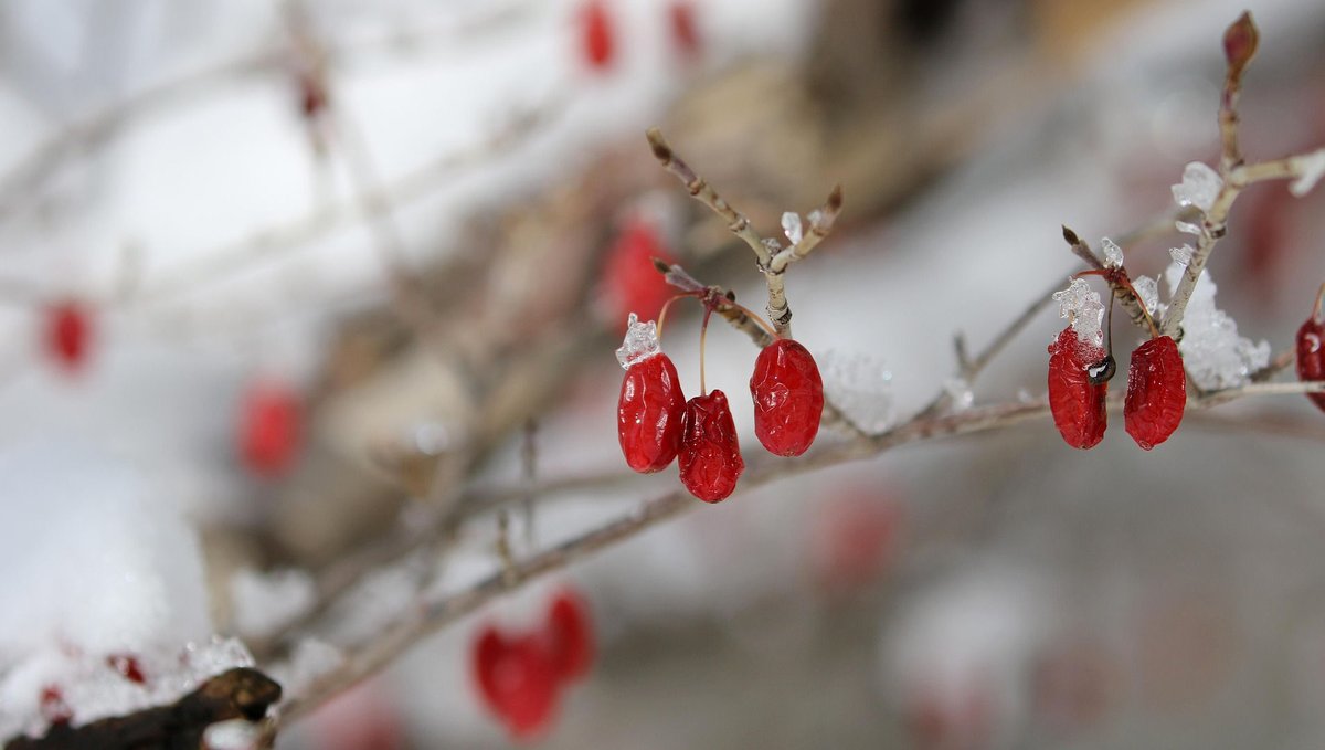 homeremedyusa's tweet image. Goji berries are packed with nutrients and support energy, vision, and overall health when used daily.
#homeremedy #gojiberry #superfoods #herbalmedicine
homeremedycentral.com/en/herbal-reme…