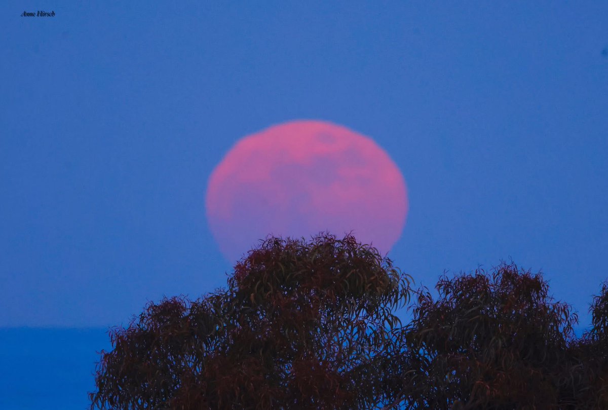 MeteoCotedAzur's tweet image. ✨🌕 Le magnifique lever de la pleine lune du vendredi 1er mai 2026, capturé depuis #Antibes(06) par Anne Hirsch Nature-photographie amateur! 😍

 #CotedAzurFrance #Nice06 #AlpesMaritimes