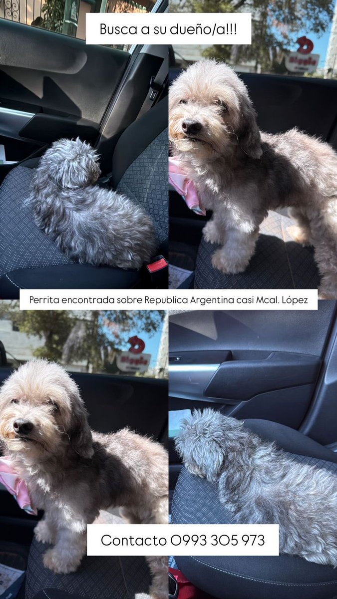 Buscamos a sus dueños!