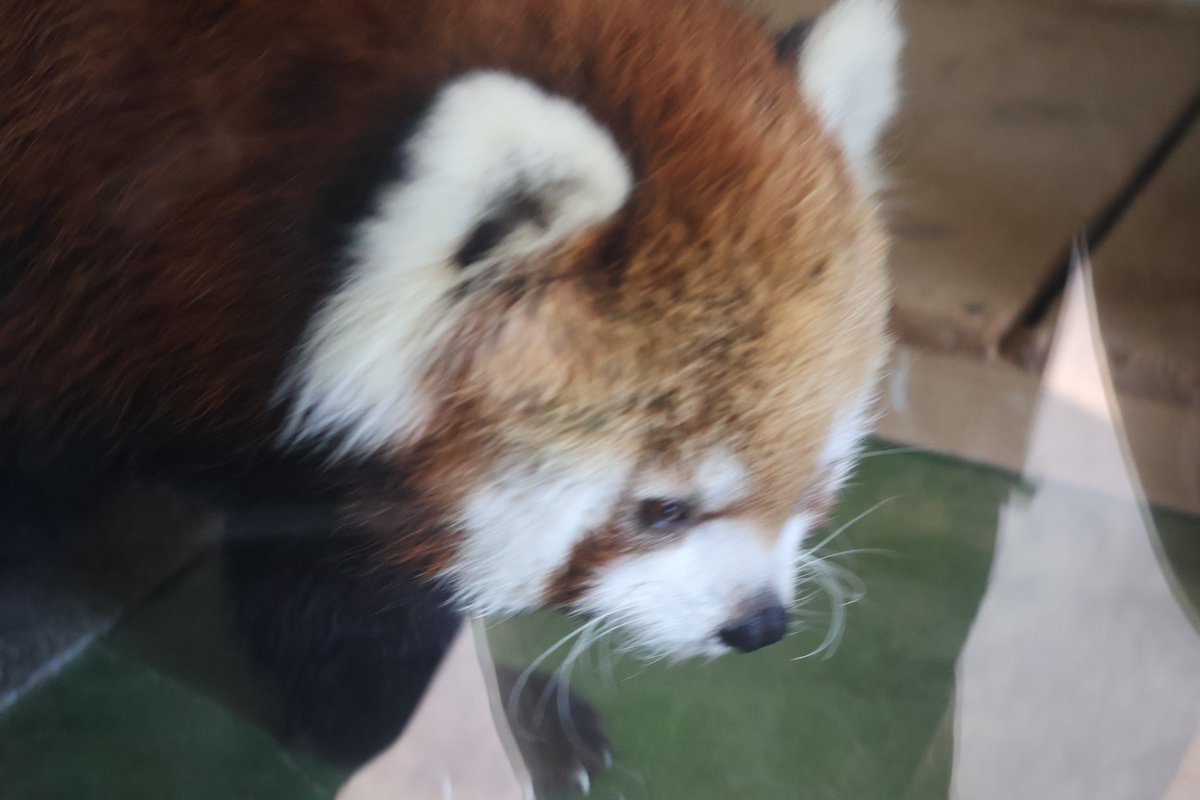 萱島栢野 tweet media