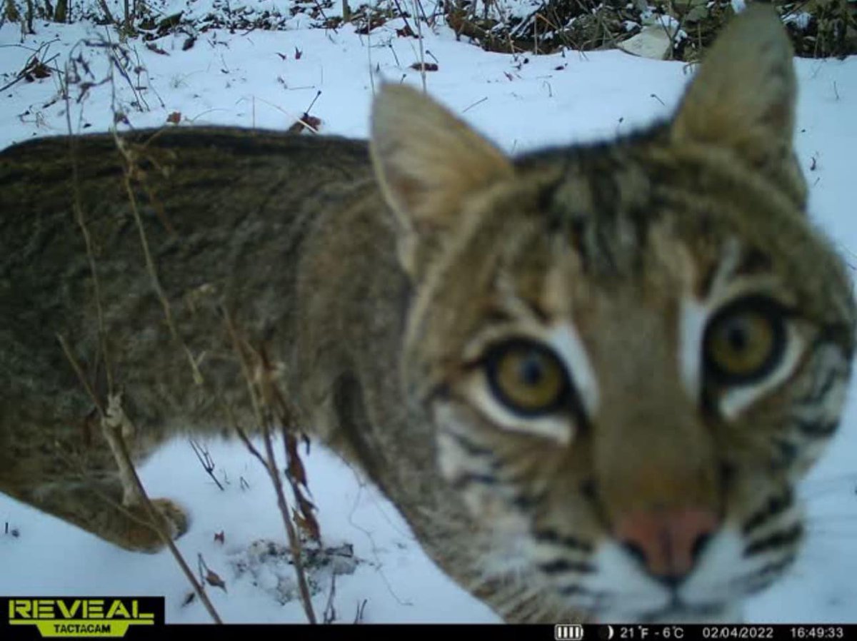 trailcam tweet media