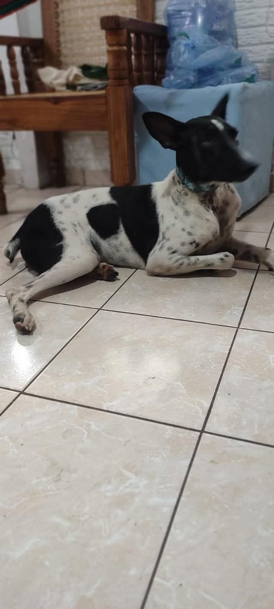 SERVICIO SOCIAL✅️ 
#adopta 🐾
Nos piden publicar 👇🏻 

Última publicación Antes de regresarlo de donde se sacó la calle la persona que lo tenía ya dio un ultimátum el es Cutito su adoptante lo regresa por que cutito no le gusta estar solo se estrésa mucho y llora como que si le