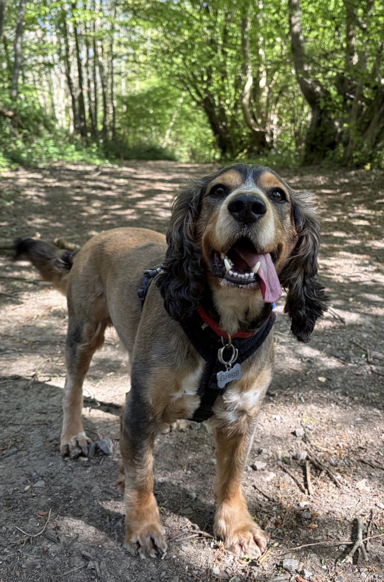 Reggie the Cocker 🐶 🐾👹 tweet media