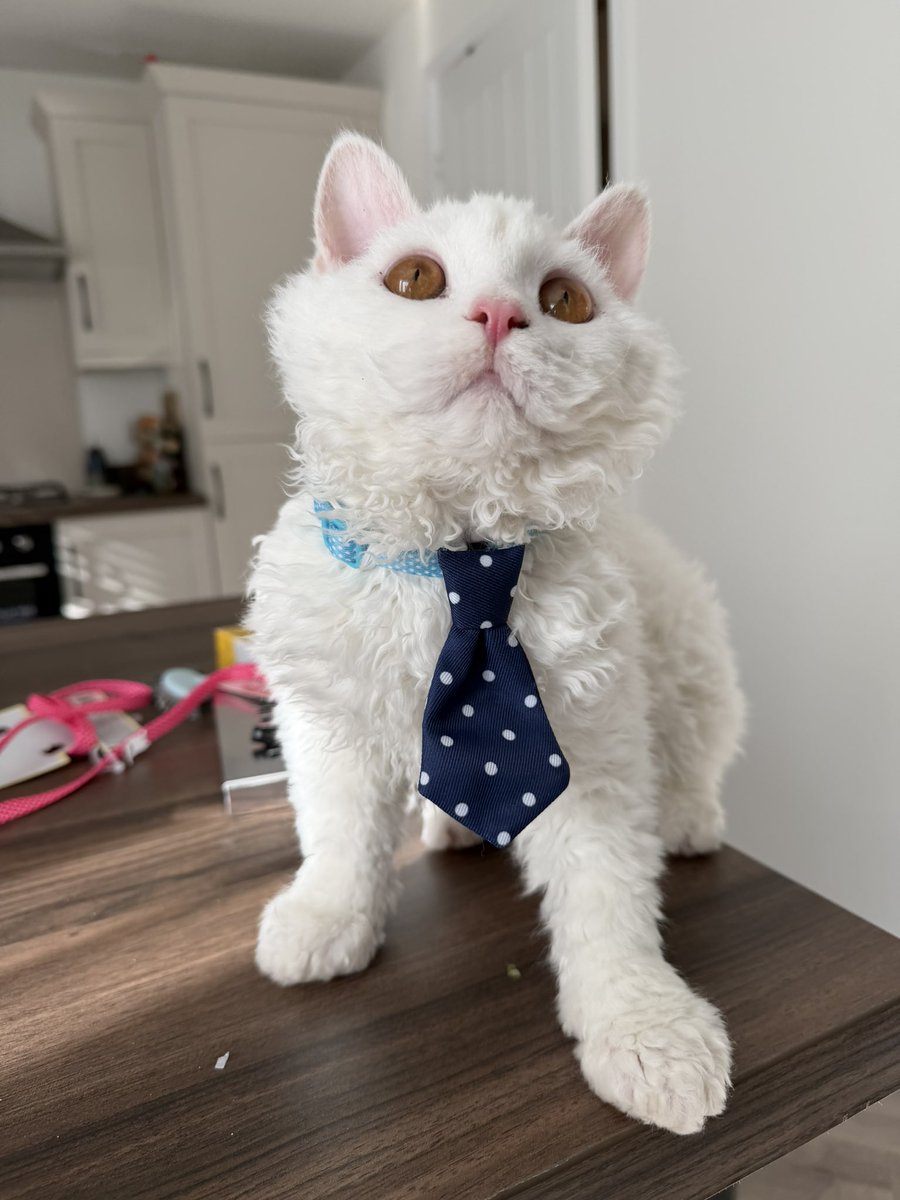Excuse me sir, do you have a minute to talk about our lord and saviour?