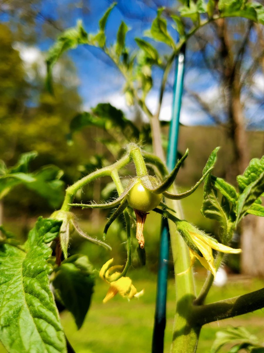 PennyAnte's tweet photo. I spy with my little eyes a tiny tomato 🍅…. A beautiful sight to see! 😁 #gardening #NatureIsAwesome #Naturegirl https://t.co/Pei7gKzatN