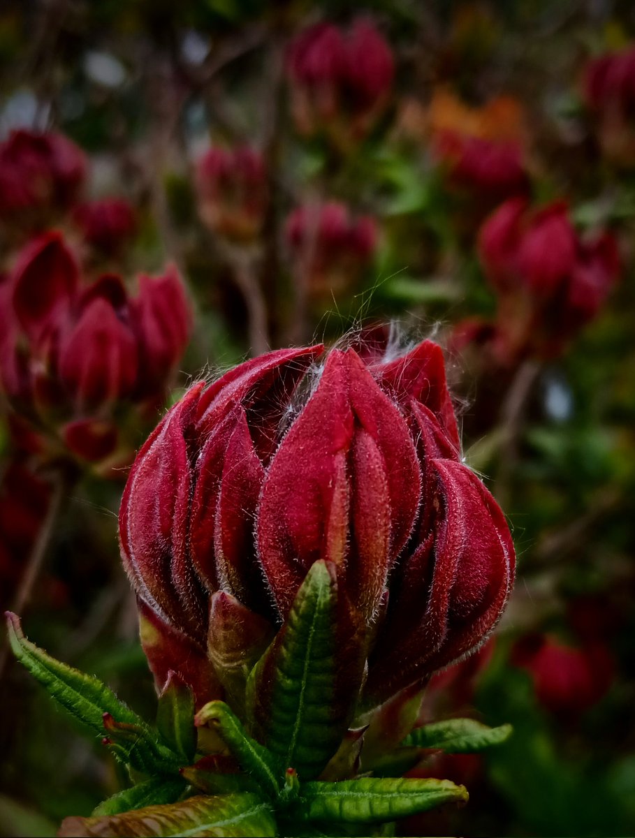 SewellLeigh's tweet image. Azalea 'Nabucco' bud and buddies waiting in the flanks 😊

#fridaymorning #macro #flowers #flowerphotography #garden8ngx