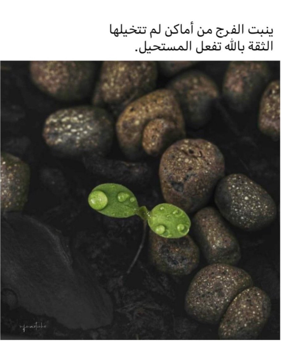جوج  tweet media
