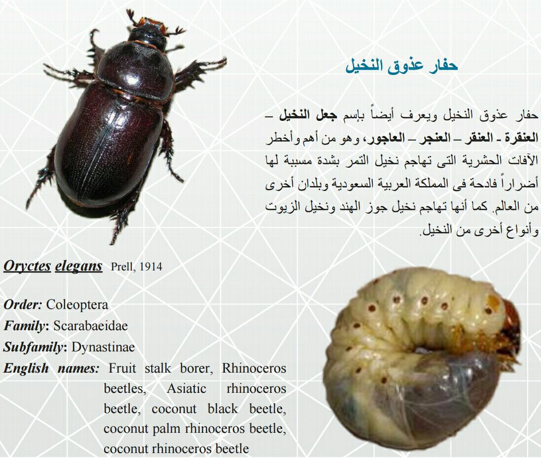 متابع بصمت tweet media