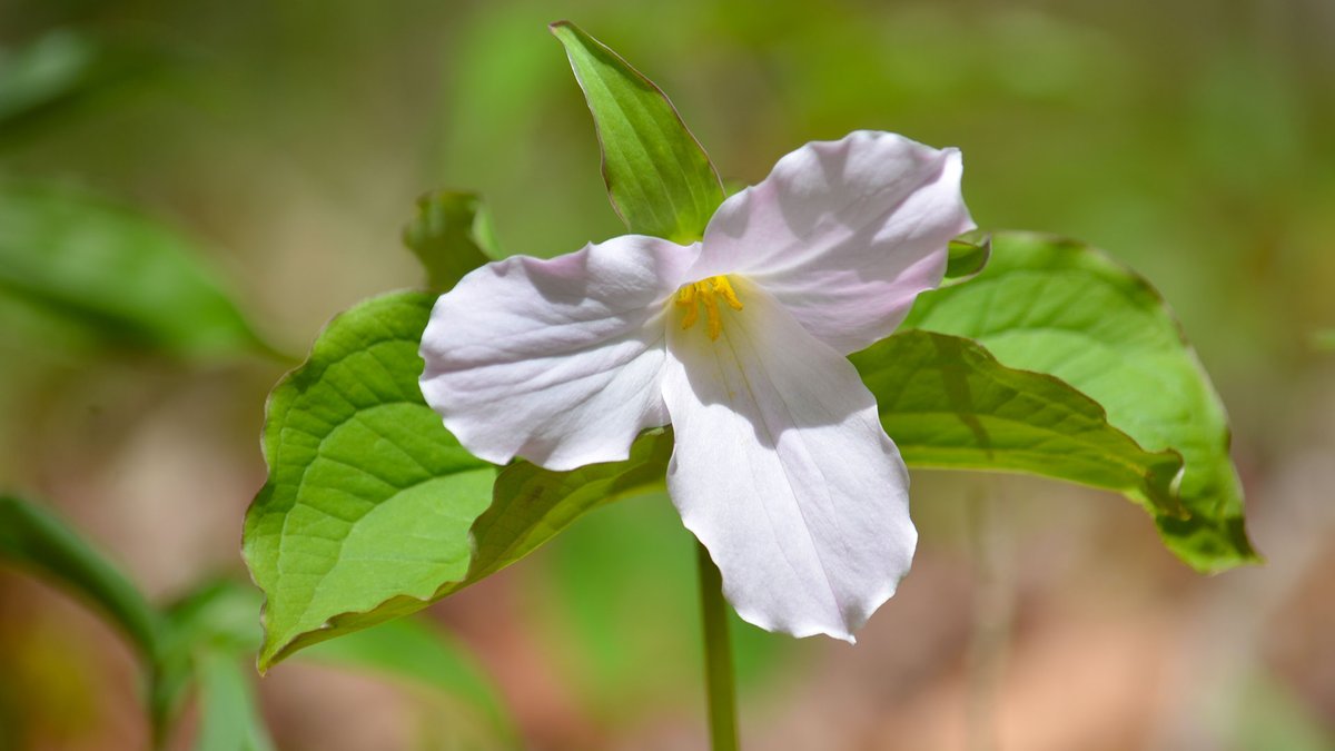 AusableBayfield's tweet photo. It's May! It's spring! The wildflowers are out on the trails. Whether Trilliums, or Marsh Marigolds, like these photos taken today, it's a beautiful time to be out in nature. Check out a conservation area or trail near you: https://t.co/QnI75IPB8g #HealthyHikes #StepIntoNature https://t.co/tqJDOqbG7u