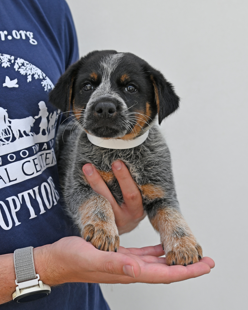 Helen Woodward Animal Center tweet media