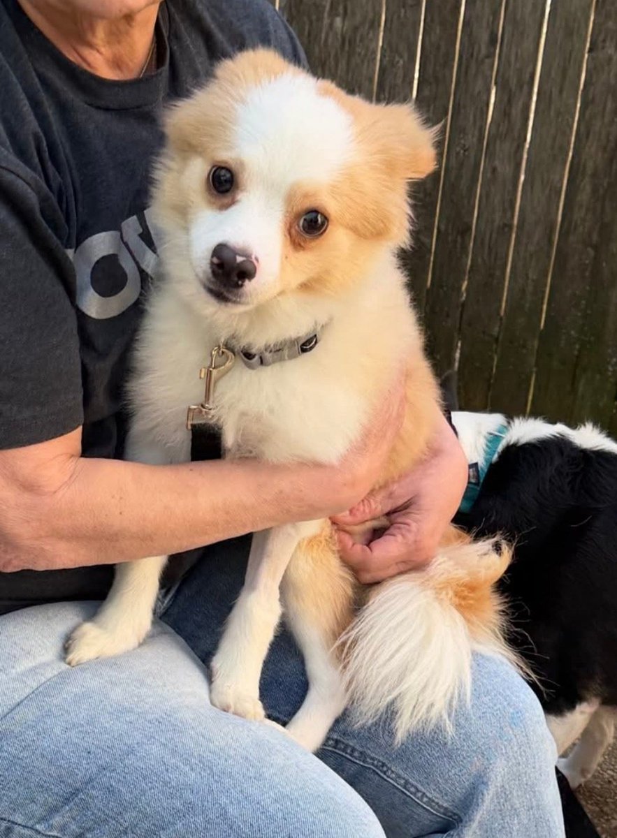 TAPNYACC's tweet image. 🎉Kai was Rescued!🎉
#RememberMeRescue Thank you &amp;amp; your #Foster

Thank all of you for helping to make this #Rescue possible #Pledging #Sharing &amp;amp; #Caring

Remember Me pulled w 0 pledges, thus,
Donations Esp Welcome
remembermerescueny.net
