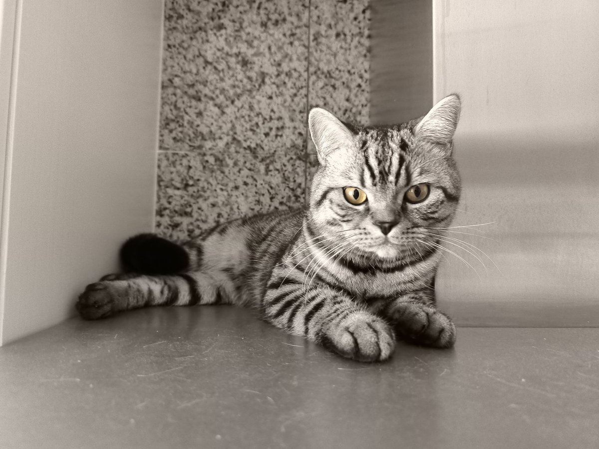 🐱😻
