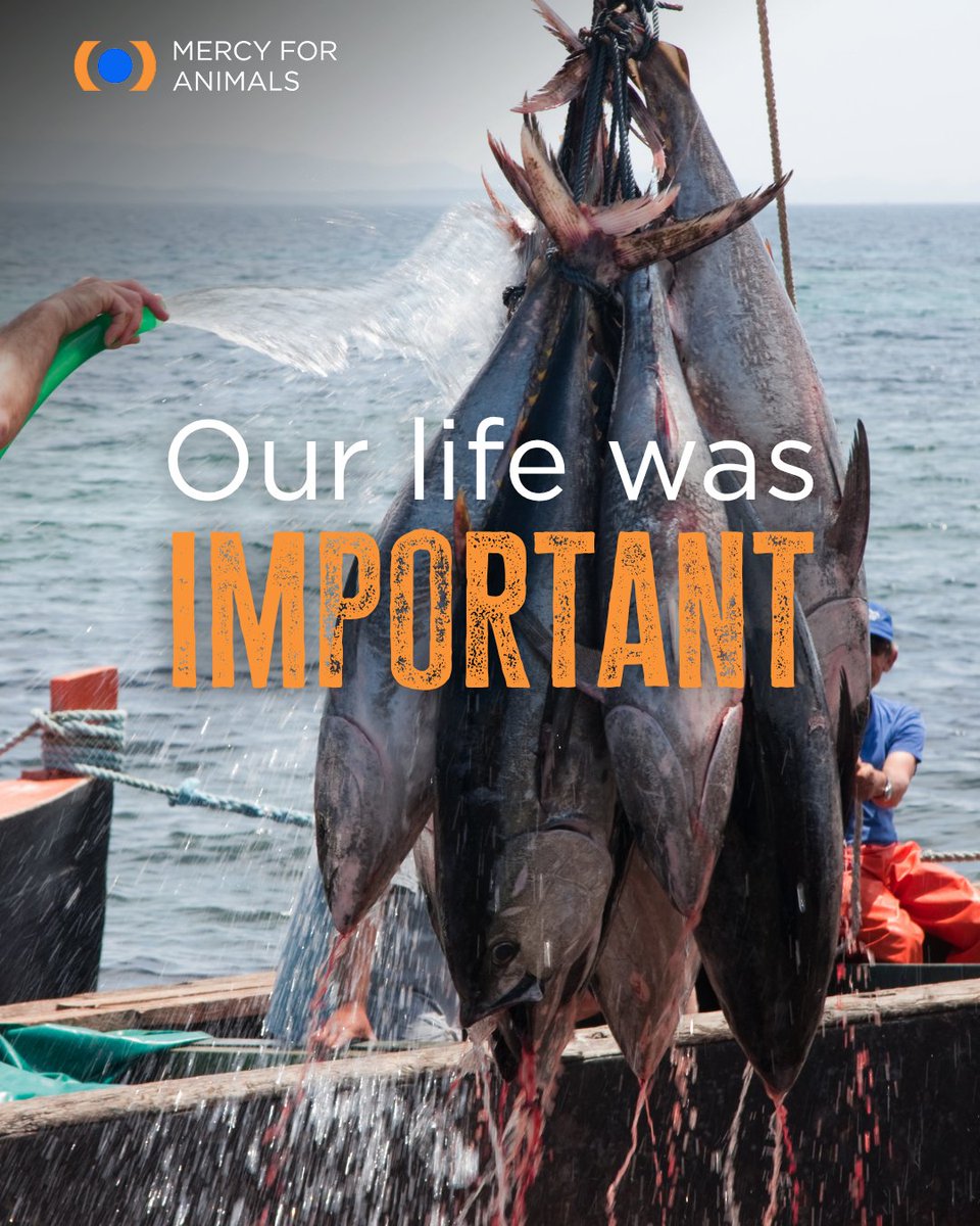 Mercy For Animals tweet media