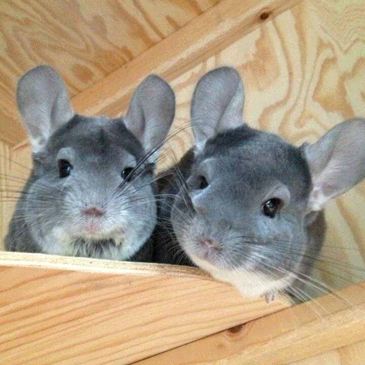 Chinchilla Every Hour (and a half) tweet media