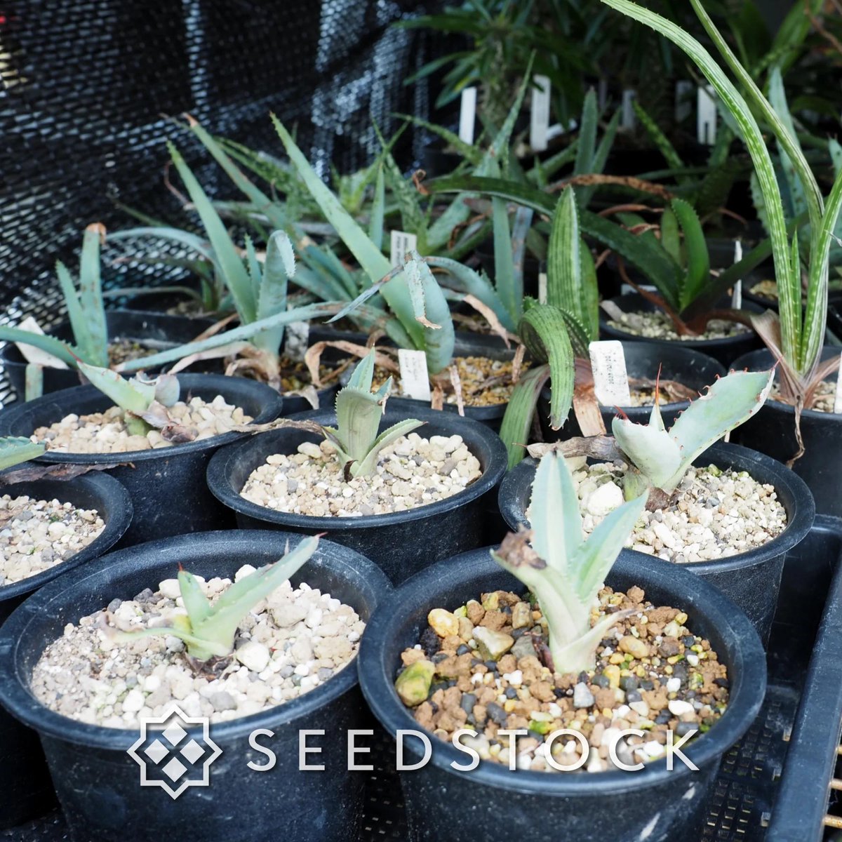 SEEDSTOCK (@seedstock_jp) / Posts / X