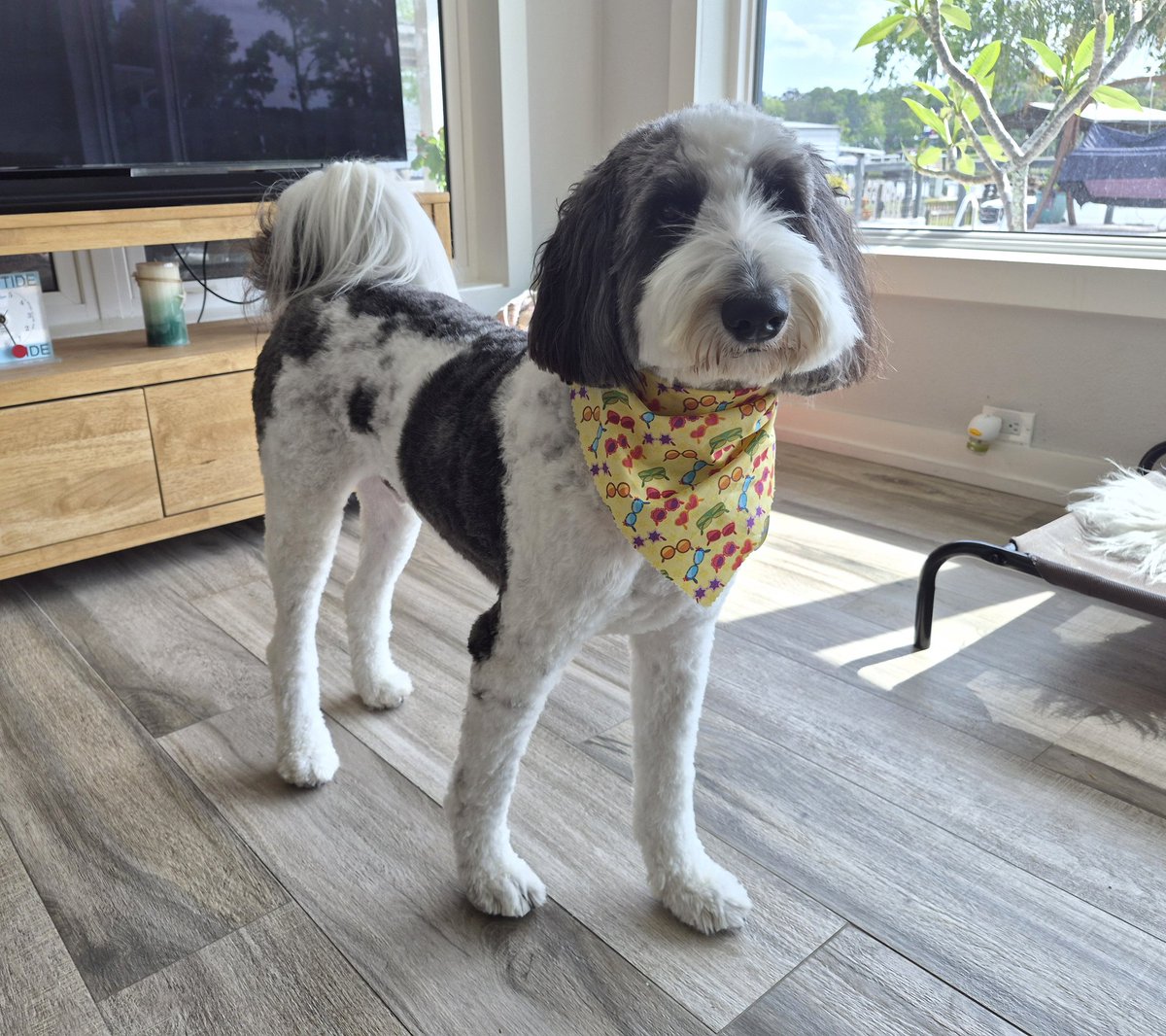 creek_moose's tweet image. Rocky got groomed today! Happy FriYAY 😊 #dogsoftwitter #DogsOfX