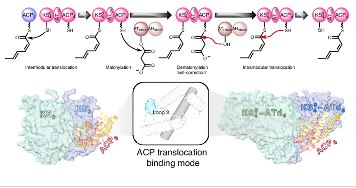 nchembio's tweet photo. A condensation-independent intramodular translocation mechanism in trans-acyltransferase polyketide synthases

https://t.co/tdpf3nPjdh https://t.co/VXgmJofypp
