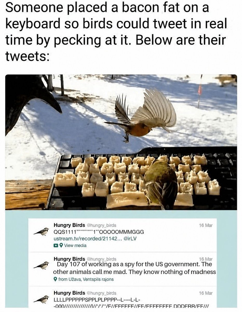 PeckTweet tweet media