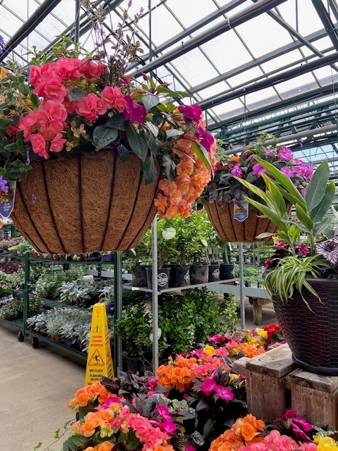 Pasquesis's tweet image. Drop by this weekend fora walk through the greenhouse. It has been transformed in the last 2 weeks with hanging baskets, annuals, vegetables, herbs, hibiscus trees, lupines &amp;amp; so much more. May 1 begins Spring Savings, too! pasquesi.com/2026-spring-sa… #sale #flowers #SpringSavings