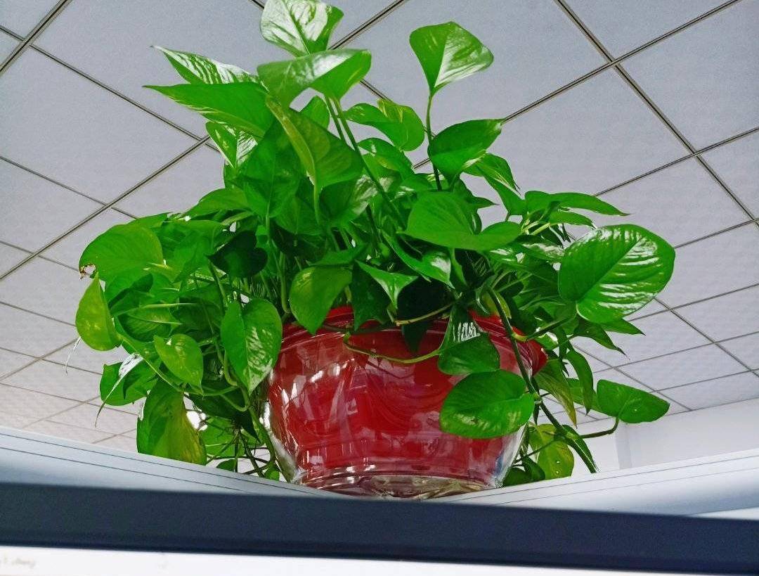 ValerieTetelin's tweet image. " Low-maintenance green tip: Let your pothos trail! Bright indirect light + water when soil dries = happy vine. Perfect for new plant parents  #PlantParenthood #EasyPlants"