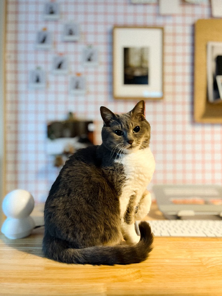 MEG THE CAT tweet media
