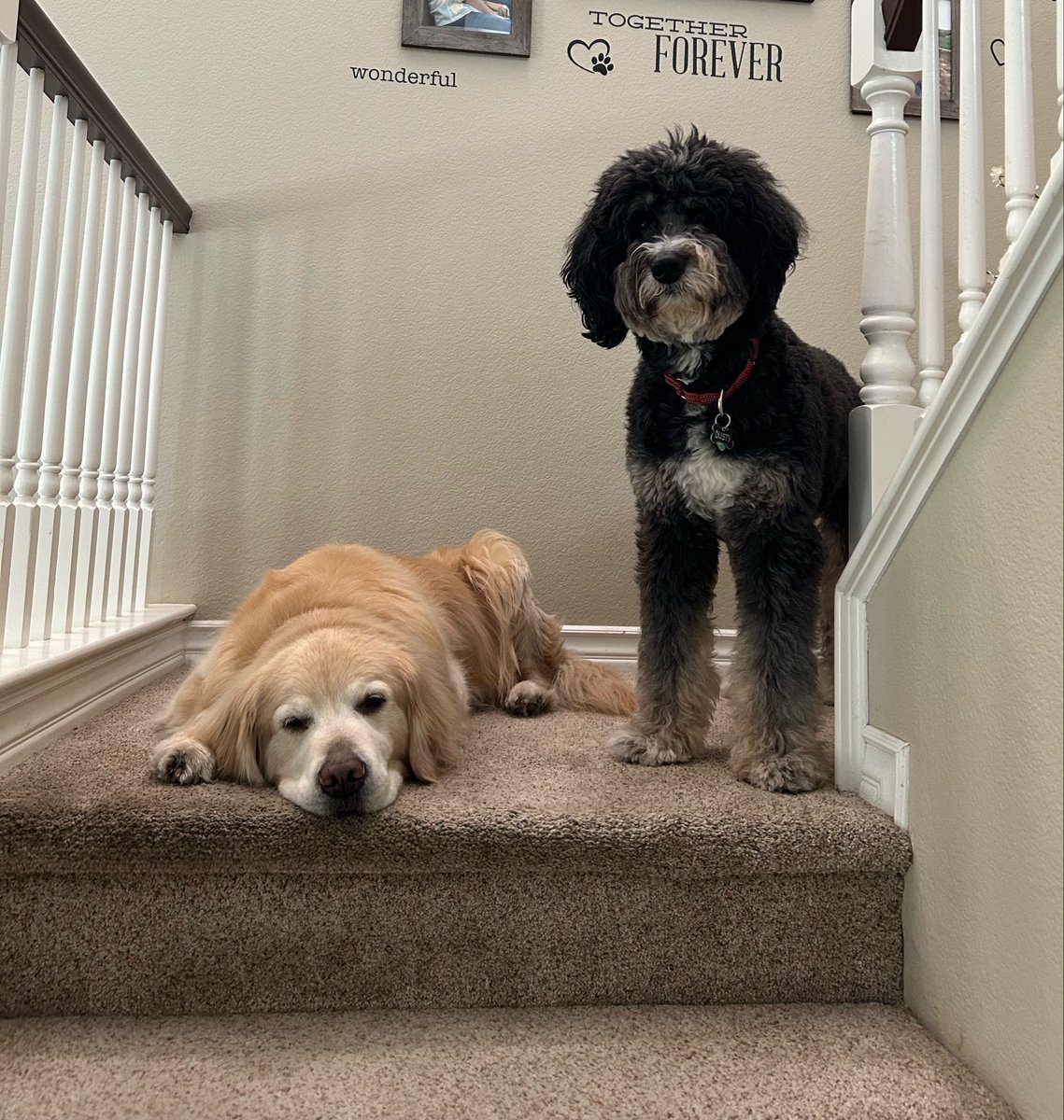The Adventures of Beau & Dusty tweet media