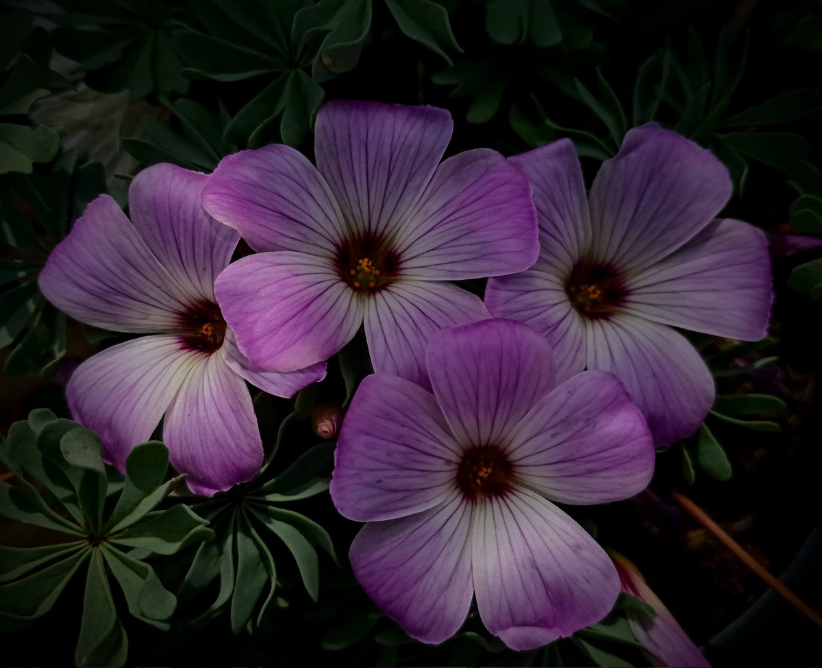 SewellLeigh's tweet image. Silver shamrock (Oxalis adenophylla)😊

#fridaymorning #flowers #flowerphotography #macro #gardeningx